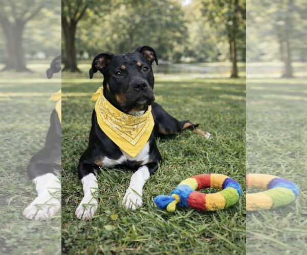 Medium Photo #4 Rat Terrier-Unknown Mix Puppy For Sale in Euless, TX, USA