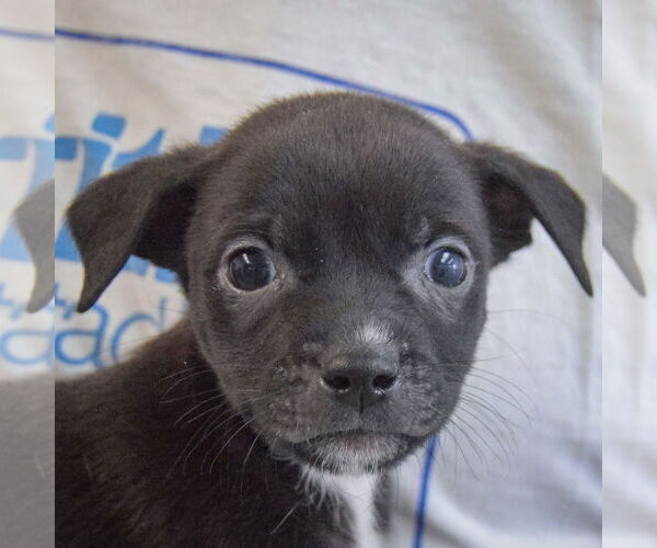 Medium Photo #5 Chiweenie Puppy For Sale in Huntley, IL, USA