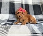 Small #6 Cockapoo (Miniature)