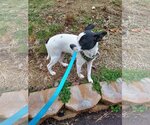 Small Photo #17 Rat Terrier-Unknown Mix Puppy For Sale in Columbus, IN, USA