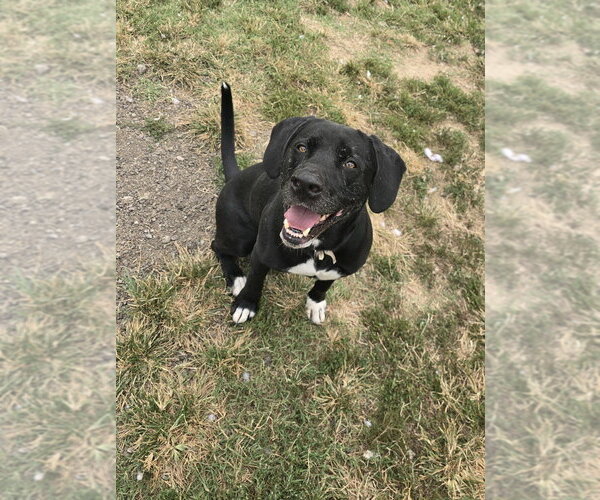 Medium Photo #9 Labrador Retriever Puppy For Sale in Evansville, IN, USA