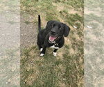 Small Photo #9 Labrador Retriever Puppy For Sale in Evansville, IN, USA