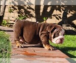 Small Photo #31 Bulldog Puppy For Sale in RIVERSIDE, CA, USA