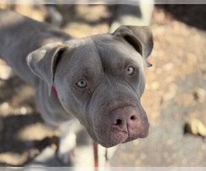 Mutt Dogs for adoption in Martinez, CA, USA