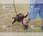 Small Photo #6 Labrador Retriever Puppy For Sale in SANGER, TX, USA