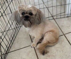 Shih Tzu Dogs for adoption in Conway, AR, USA