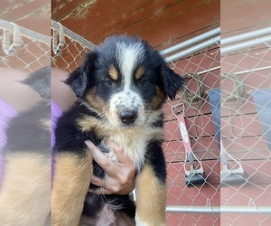 Australian Shepherd Puppy for sale in SAINT MATTHEWS, SC, USA