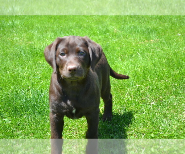 Medium Photo #32 Labrador Retriever Puppy For Sale in GREENWOOD, WI, USA
