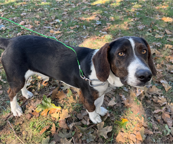 Medium Photo #2 Basset Hound-Unknown Mix Puppy For Sale in Bolivar, MO, USA