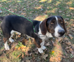 Small #1 Basset Hound Mix