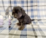 Small #4 Morkie-Yorkshire Terrier Mix