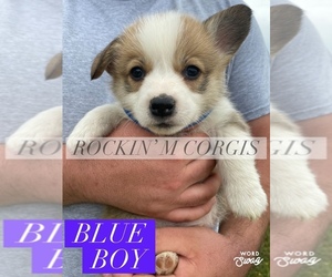 Pembroke Welsh Corgi Puppy for sale in CADDO, OK, USA