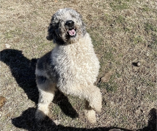 Medium Photo #1 Labradoodle Puppy For Sale in WASHBURN, MO, USA