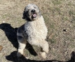 Small Photo #1 Labradoodle Puppy For Sale in WASHBURN, MO, USA