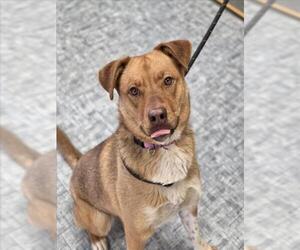 Mutt Dogs for adoption in Fort Collins, CO, USA