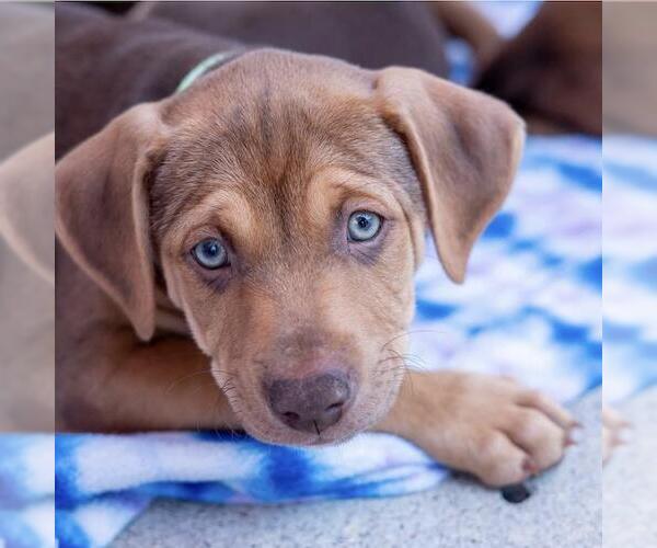 Medium Photo #7 Mutt Puppy For Sale in San Diego, CA, USA
