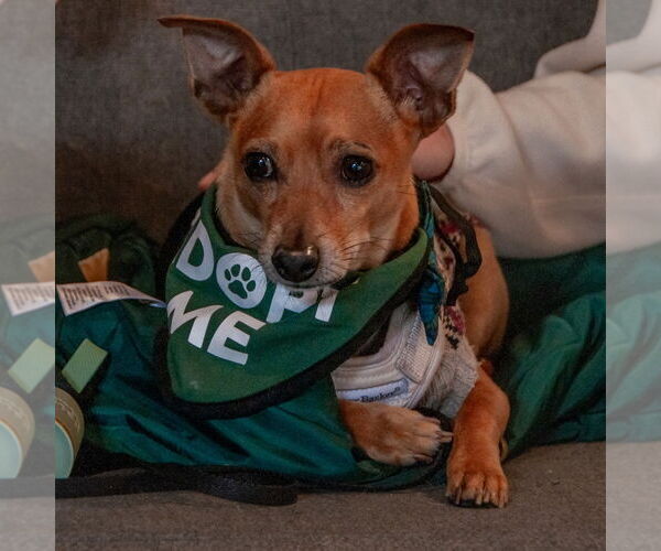 Medium Photo #4 Chihuahua Puppy For Sale in San Jose, CA, USA