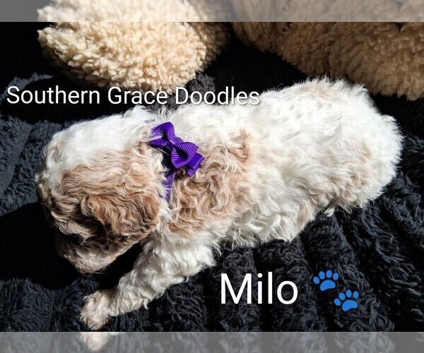 Medium Photo #2 Goldendoodle (Miniature) Puppy For Sale in GASTONIA, NC, USA