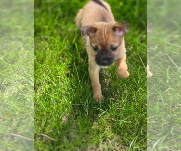 Medium Photo #3 Chihuahua-Unknown Mix Puppy For Sale in Plainfield, IL, USA