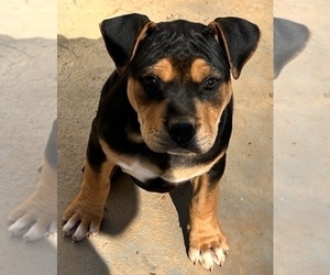 American Bully Puppy for sale in WAXHAW, NC, USA