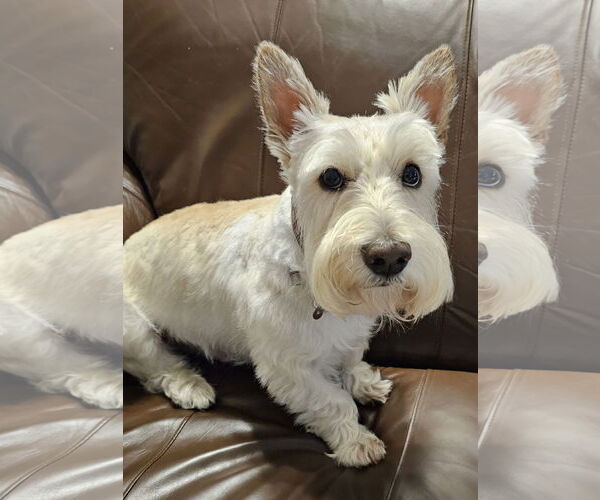 Medium Photo #1 Mutt Puppy For Sale in Dallas, TX, USA