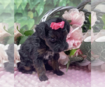 Small YorkiePoo