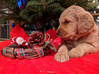 Small Photo #9 Golden Irish-Poodle (Standard) Mix Puppy For Sale in FISHERS, IN, USA
