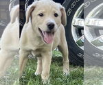 Small #2 Mutt