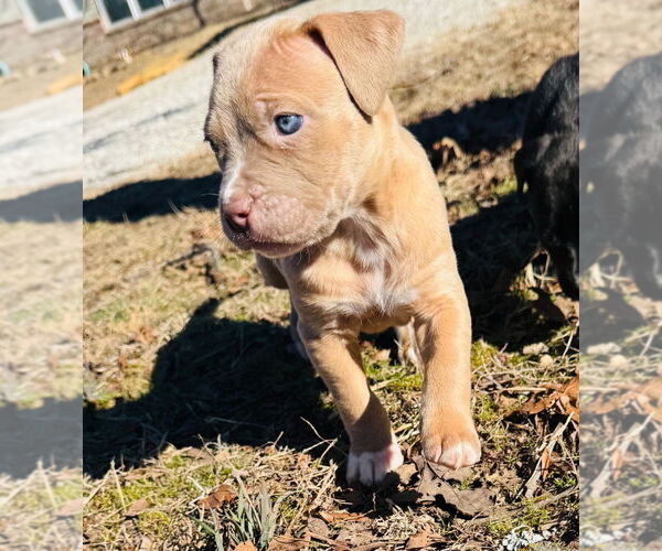 Medium Photo #3 Mutt Puppy For Sale in Claremore, OK, USA