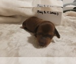Puppy Male 1 Java Dachshund