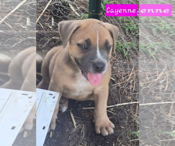 Medium Photo #3 Catahoula Leopard Dog-Unknown Mix Puppy For Sale in Alexander, AR, USA