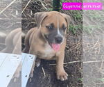 Small #2 Catahoula Leopard Dog Mix
