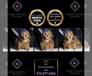 Poodle (Miniature) Puppy for sale in WARSAW, IN, USA