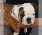 Small Photo #5 English Bulldog Puppy For Sale in GREEN FOREST, AR, USA