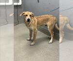 Small Labrador Retriever Mix
