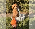 Small #4 Goldendoodle (Miniature)