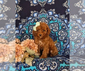 Poodle (Miniature) Puppy for sale in LEOLA, PA, USA