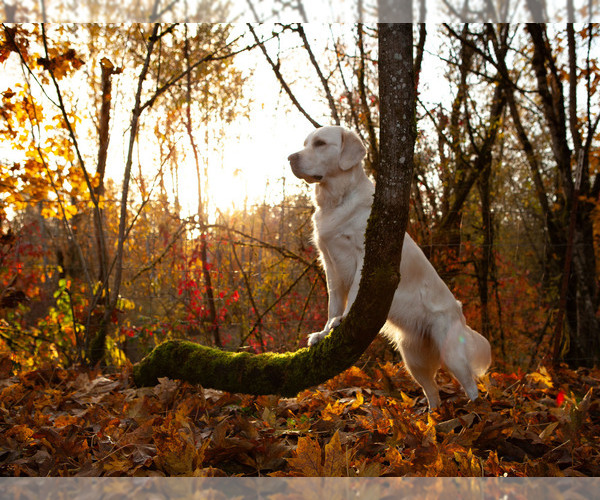 Medium Photo #1 English Cream Golden Retriever Puppy For Sale in SCIO, OR, USA