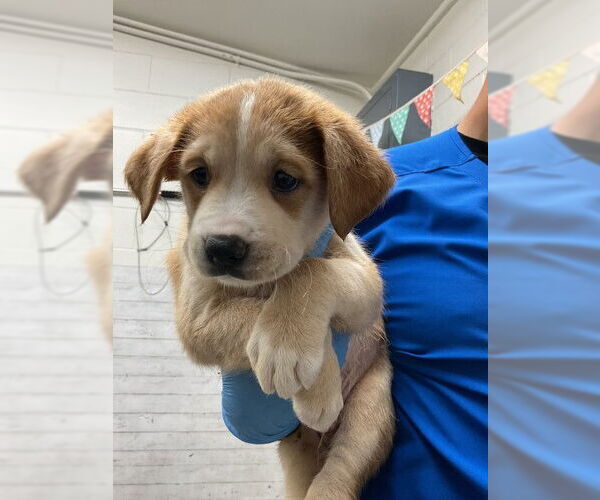 Medium Photo #1 German Shepherd Dog-Unknown Mix Puppy For Sale in San Bernardino, CA, USA