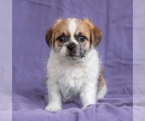 Jack Russell Terrier-Lhasa Apso Mix Dogs for adoption in San Diego, CA, USA