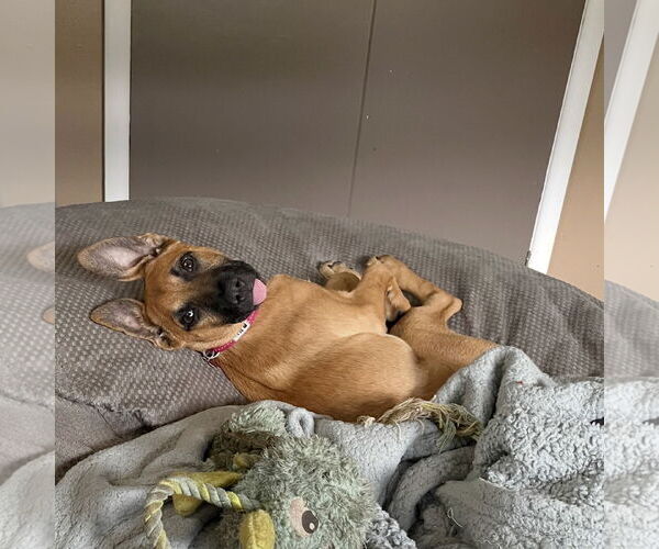 Medium Photo #12 Black Mouth Cur-Unknown Mix Puppy For Sale in Milwaukie, OR, USA