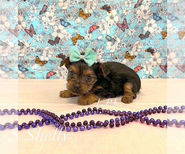 Medium Photo #1 Yorkshire Terrier Puppy For Sale in WINNSBORO, LA, USA