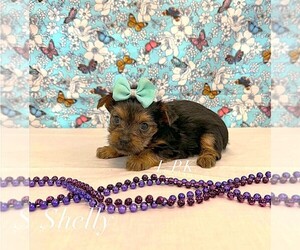 Yorkshire Terrier Puppy for Sale in WINNSBORO, Louisiana USA