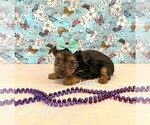 Image preview for Ad Listing. Nickname: Tiny Shelly