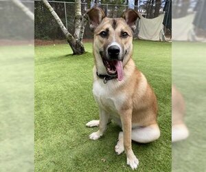 German Shepherd Dog-Huskies  Mix Dogs for adoption in Raleigh, NC, USA