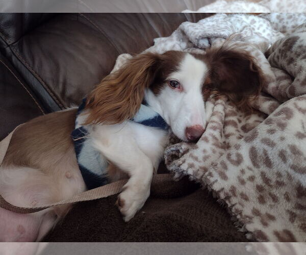 Medium Photo #2 Dachshund Puppy For Sale in Sioux Falls, SD, USA