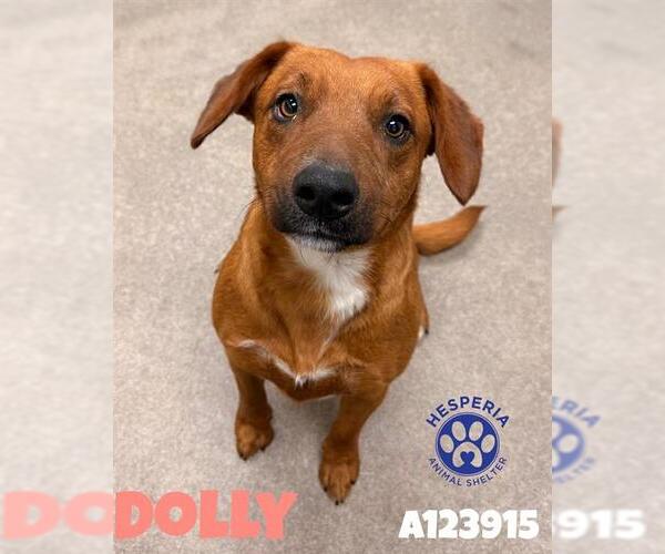 Medium Photo #1 Beagle-Rhodesian Ridgeback Mix Puppy For Sale in HESPERIA, CA, USA