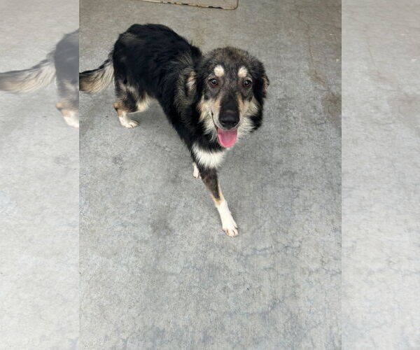 Medium Photo #2 Collie-Unknown Mix Puppy For Sale in NEWPORT NH, NH, USA
