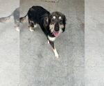 Small #1 Collie Mix