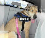 Small #1 Catahoula Leopard Dog Mix